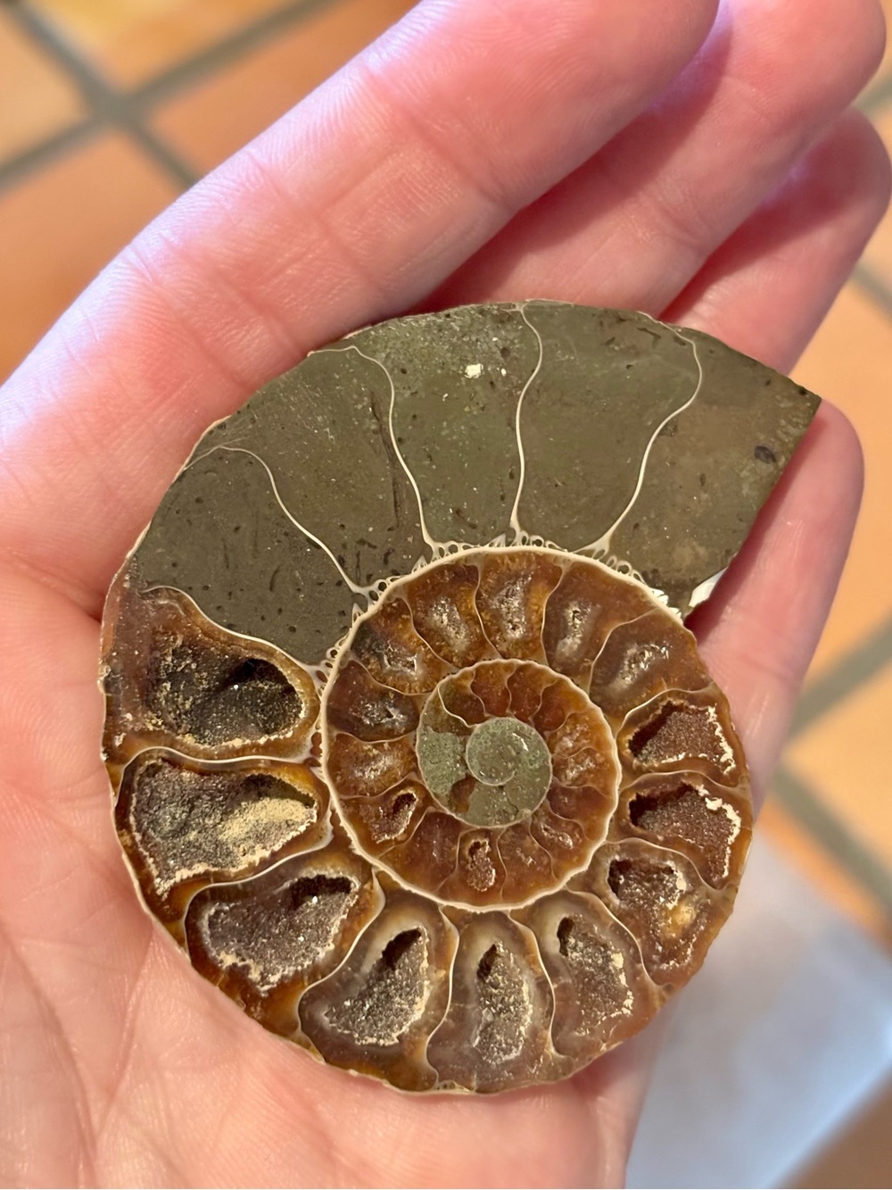 Ammonite Fossil Halves – Polished Interior with Iridescent Shell & Druzy Pockets - Picture 8 of 8